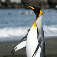 King Penguin